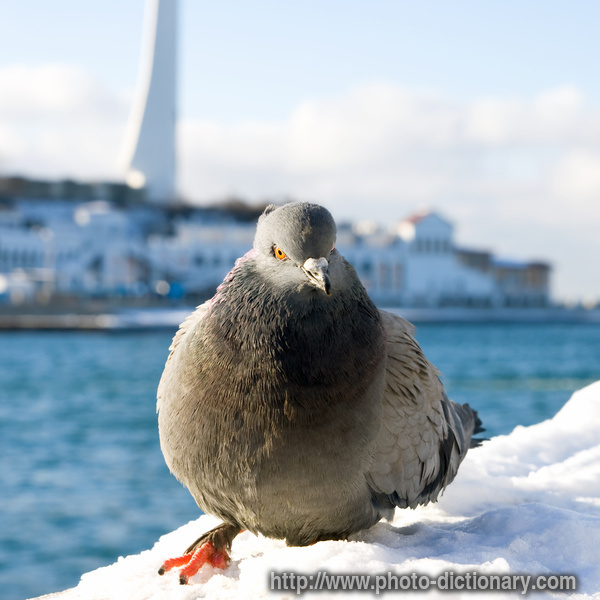 pigeon - photo/picture definition - pigeon word and phrase image