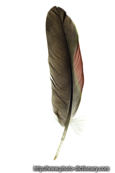 feather - photo/picture definition - feather word and phrase image