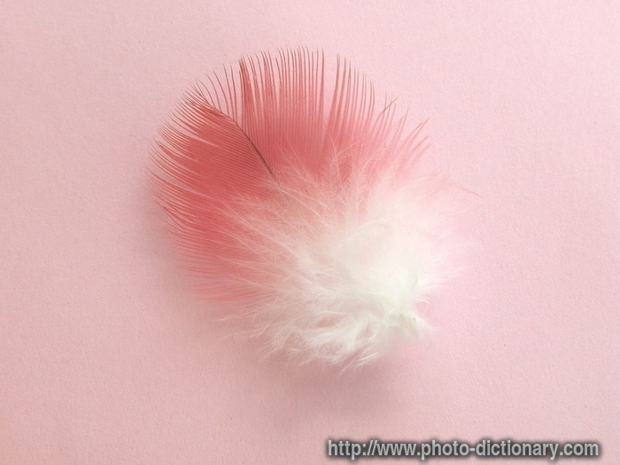 feather - photo/picture definition - feather word and phrase image