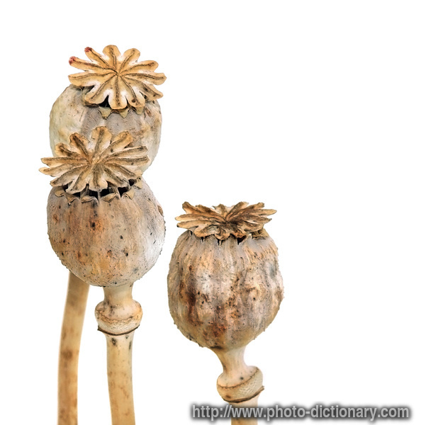 poppy heads - photo/picture definition - poppy heads word and phrase image