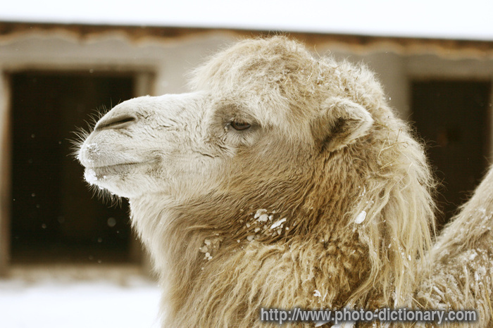 camel - photo/picture definition - camel word and phrase image