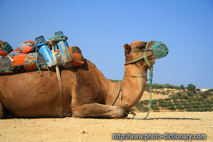 camel - photo/picture definition - camel word and phrase image