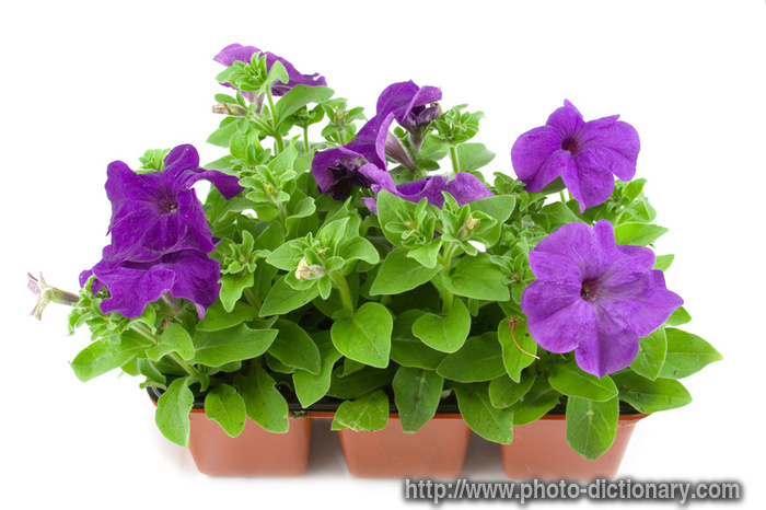 petunia - photo/picture definition - petunia word and phrase image