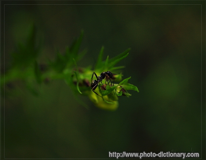 ant - photo/picture definition - ant word and phrase image