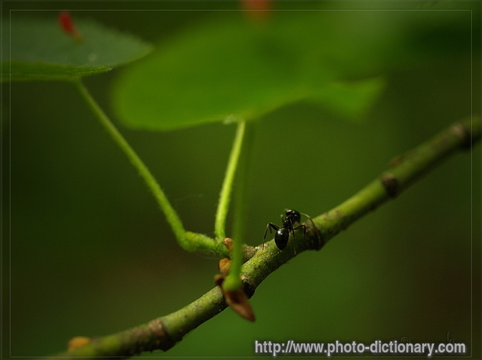ant - photo/picture definition - ant word and phrase image