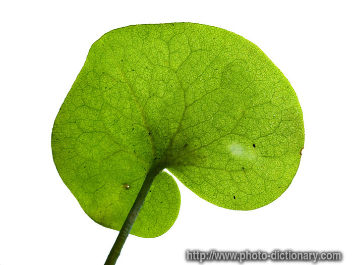 marsh plant - photo/picture definition - marsh plant word and phrase image
