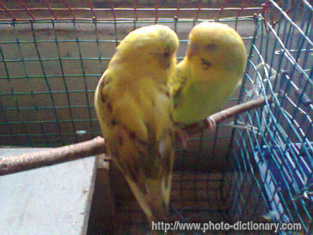 budgerigar - photo/picture definition - budgerigar word and phrase image