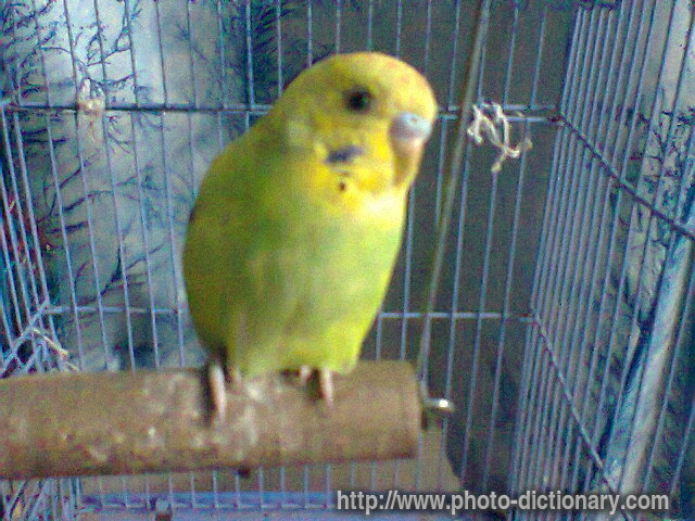 budgerigar - photo/picture definition - budgerigar word and phrase image