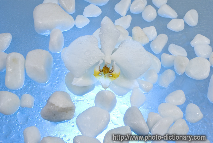 orchid petals - photo/picture definition - orchid petals word and phrase image