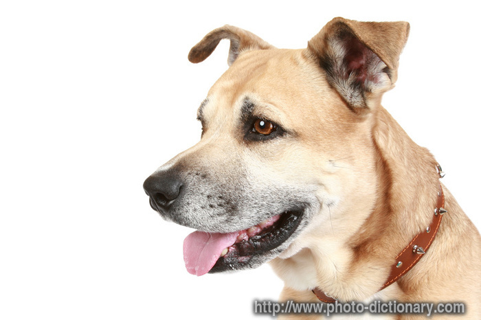 staffordshire terrier - photo/picture definition - staffordshire terrier word and phrase image