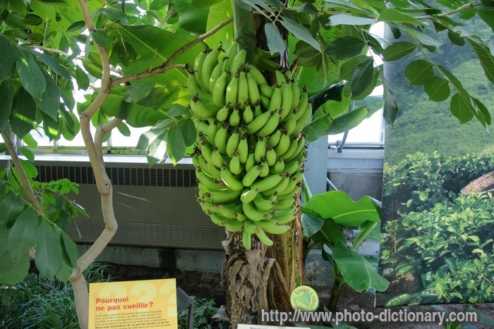 banana tree - photo/picture definition - banana tree word and phrase image