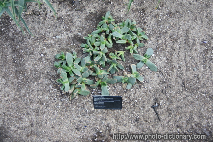 stone mimicry plant - photo/picture definition - stone mimicry plant word and phrase image