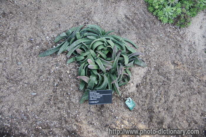 cow tongue plant - photo/picture definition - cow tongue plant word and phrase image