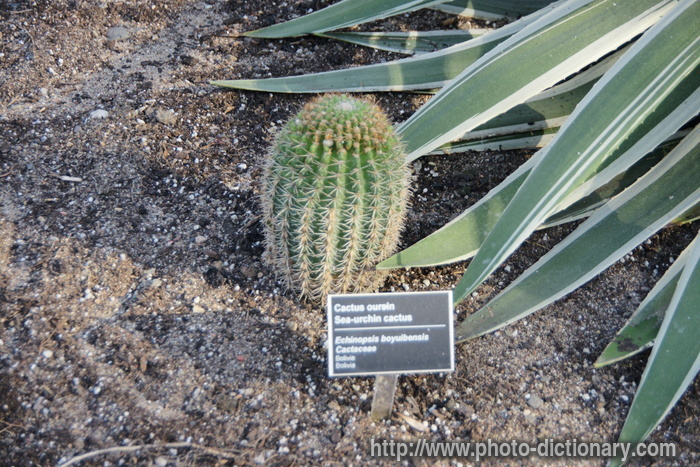 sea-urchin cactus - photo/picture definition - sea-urchin cactus word and phrase image
