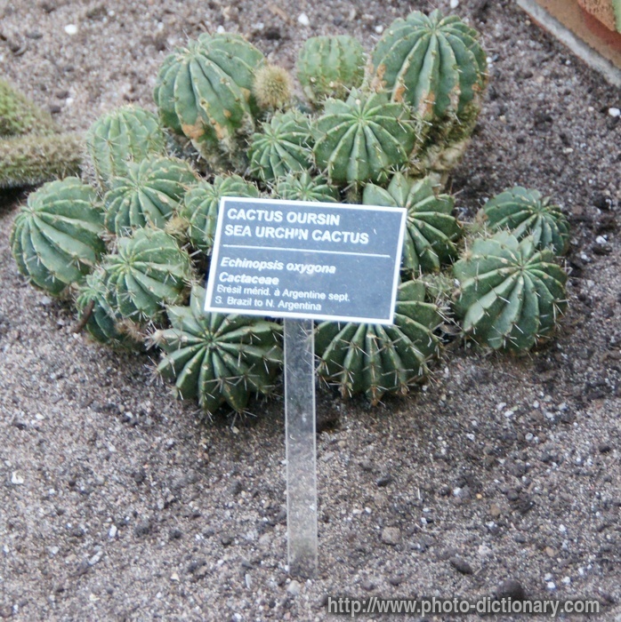 sea-urchin cactus - photo/picture definition - sea-urchin cactus word and phrase image