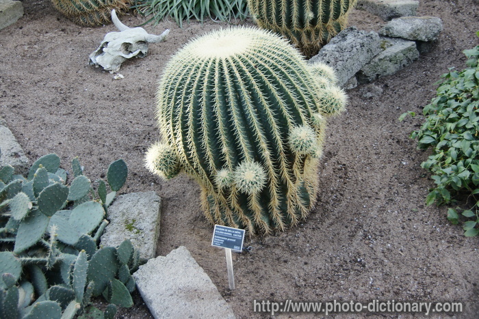golden barrel cactus - photo/picture definition - golden barrel cactus word and phrase image