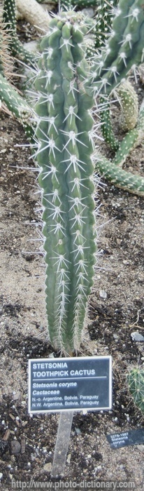 toothpick cactus - photo/picture definition - toothpick cactus word and phrase image