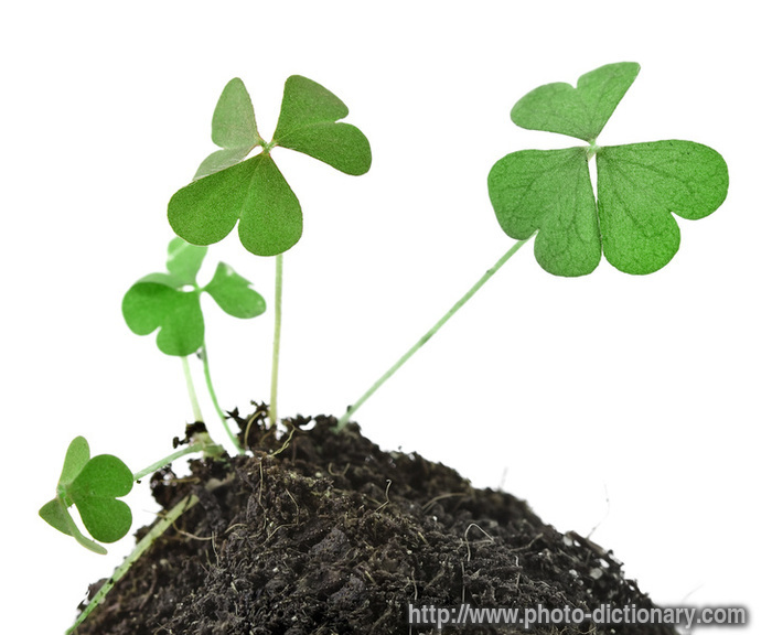 shamrock clover - photo/picture definition - shamrock clover word and phrase image