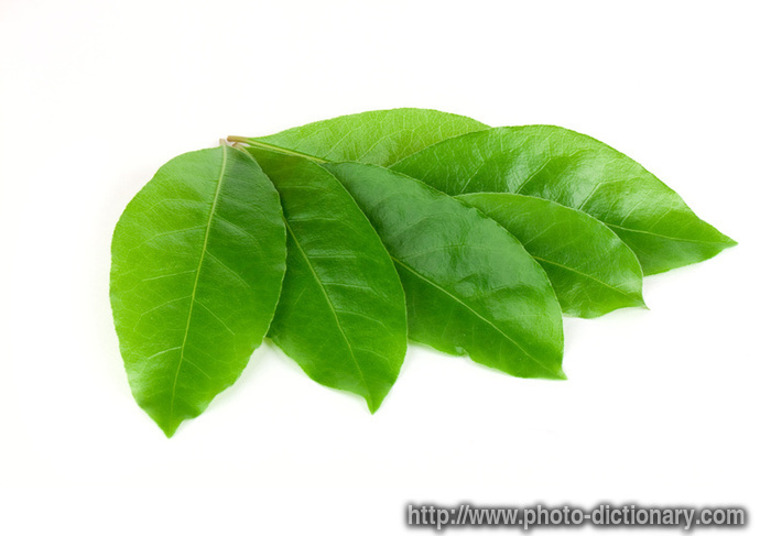 laurel leaves - photo/picture definition - laurel leaves word and phrase image