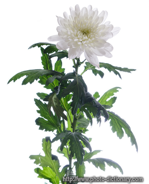 chrysantemum - photo/picture definition - chrysantemum word and phrase image