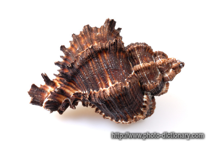 conch - photo/picture definition at Photo Dictionary - conch word and