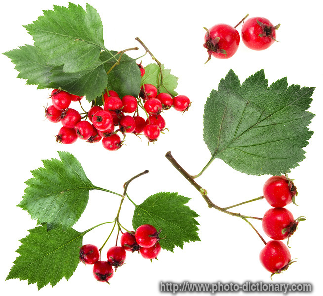 red haw berry - photo/picture definition - red haw berry word and phrase image