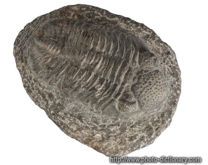 fossil - photo/picture definition - fossil word and phrase image