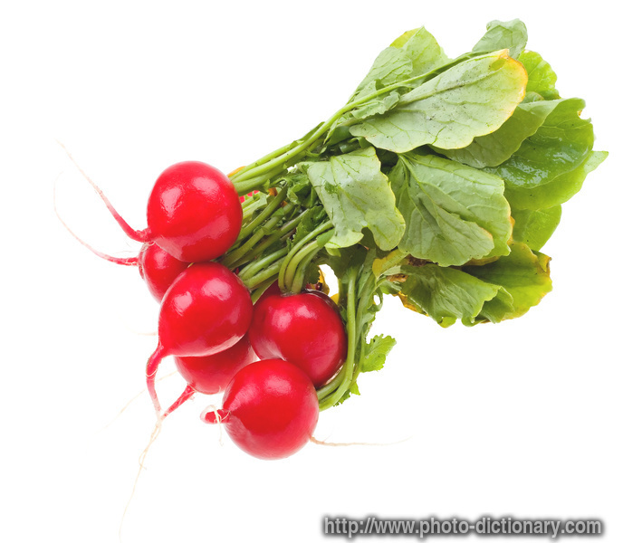 radishes - photo/picture definition - radishes word and phrase image