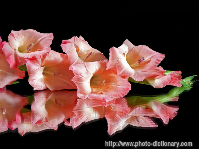 peach gladiola - photo/picture definition - peach gladiola word and phrase image