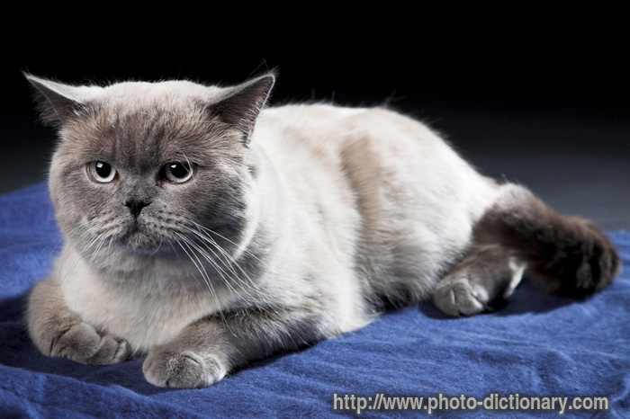 British cat - photo/picture definition - British cat word and phrase image