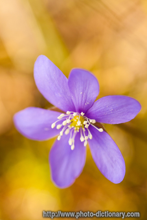 hepatica - photo/picture definition - hepatica word and phrase image