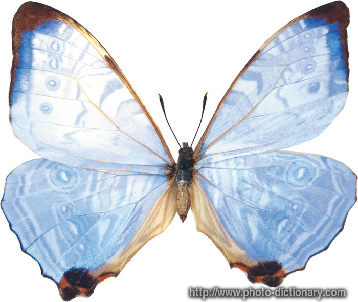 tropical butterfly - photo/picture definition - tropical butterfly word and phrase image