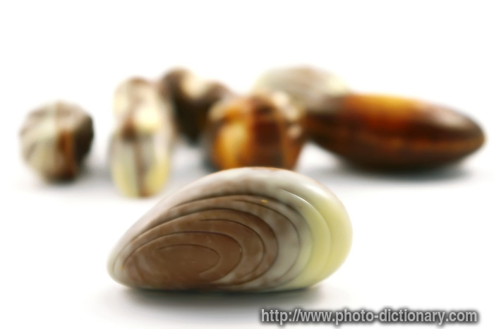 chocolate seashells - photo/picture definition - chocolate seashells word and phrase image