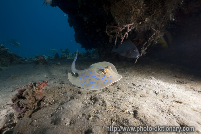 bluespotted stingray - photo/picture definition - bluespotted stingray word and phrase image