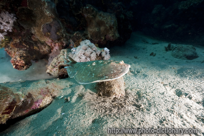 leopard torpedo ray - photo/picture definition - leopard torpedo ray word and phrase image