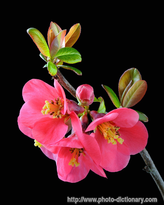 Japanese quince - photo/picture definition - Japanese quince word and phrase image