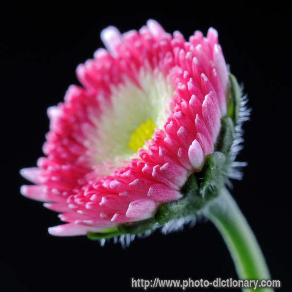 English daisy - photo/picture definition - English daisy word and phrase image
