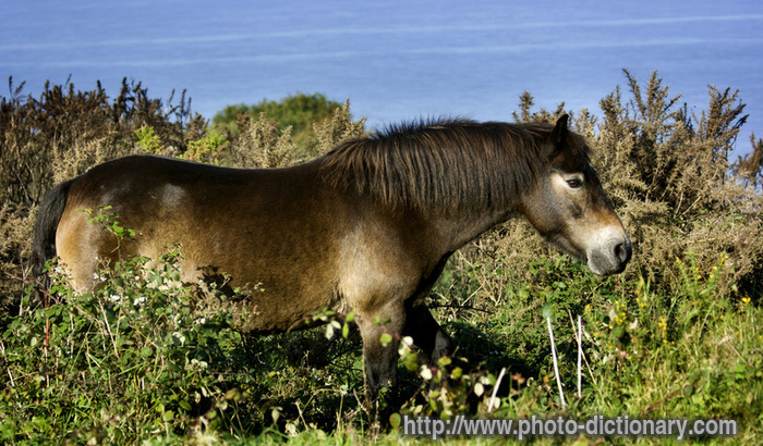 exmoor wild pony - photo/picture definition - exmoor wild pony word and phrase image