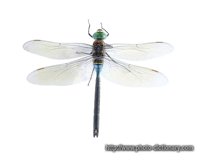 anax parthenope - photo/picture definition - anax parthenope word and phrase image