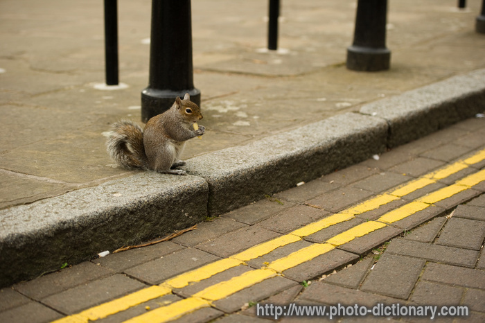 squirrel - photo/picture definition - squirrel word and phrase image