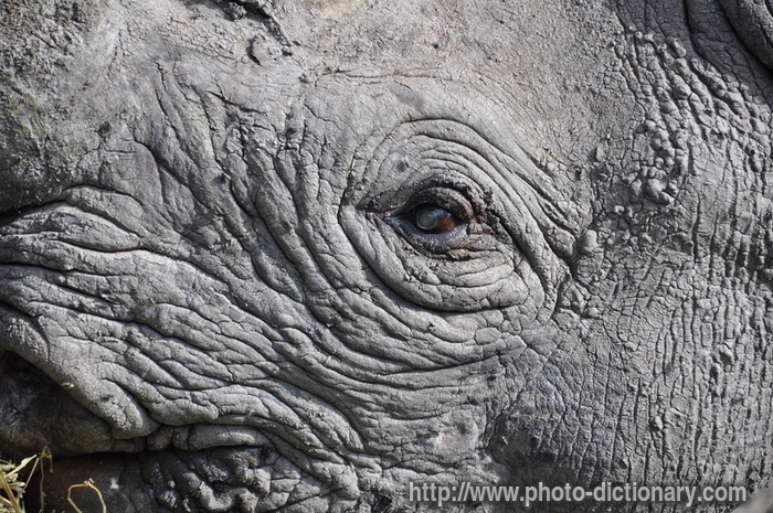 rhinoceros eye - photo/picture definition - rhinoceros eye word and phrase image
