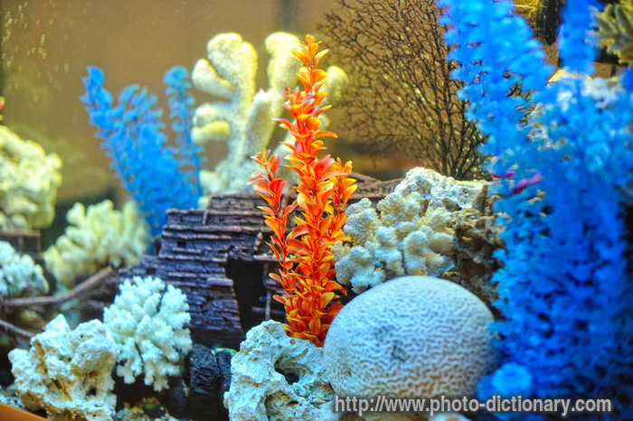 aquarium decoration - photo/picture definition - aquarium decoration word and phrase image