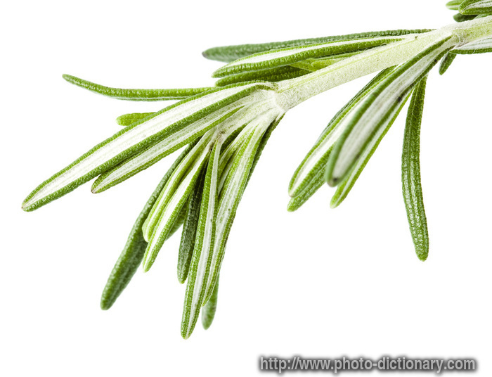 rosemary herb - photo/picture definition - rosemary herb word and phrase image
