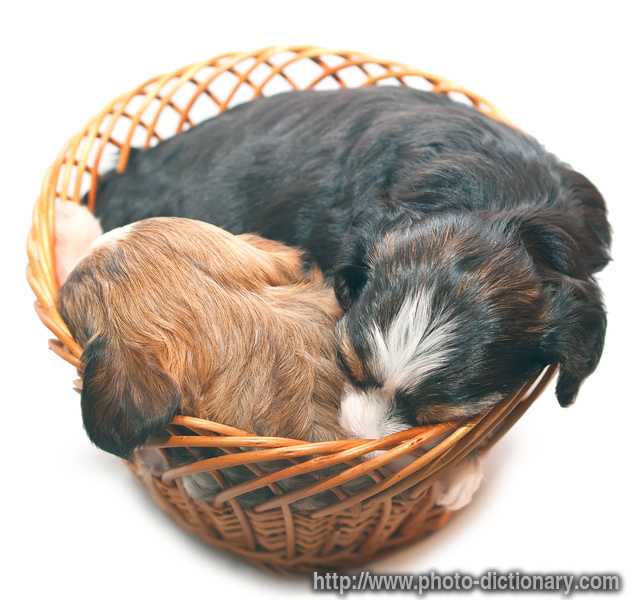 puppies - photo/picture definition - puppies word and phrase image