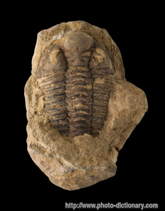 trilobite fossil - photo/picture definition - trilobite fossil word and phrase image