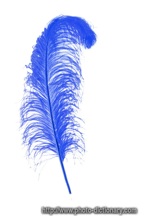blue feather - photo/picture definition - blue feather word and phrase image