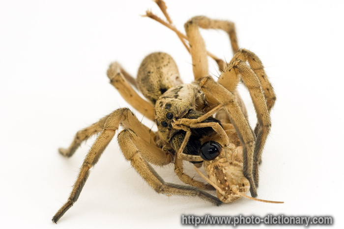 spider feeding - photo/picture definition - spider feeding word and phrase image