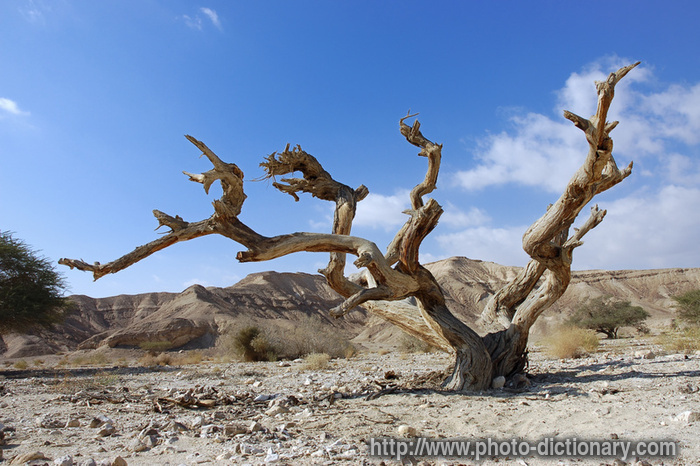 desert tree - photo/picture definition - desert tree word and phrase image