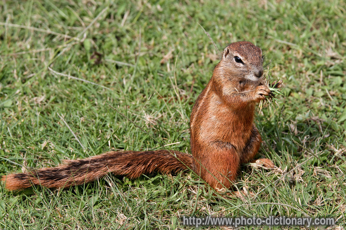 cape ground squirrel - photo/picture definition - cape ground squirrel word and phrase image