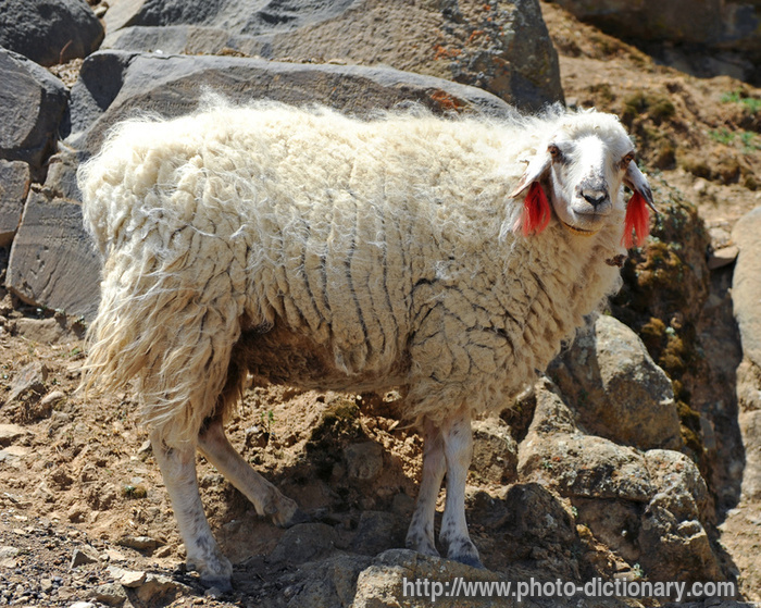 Tibetan sheep - photo/picture definition - Tibetan sheep word and phrase image